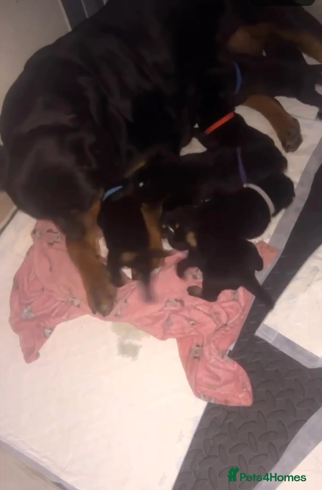 Rottweiler dogs for sale: Gorgeous Rottweiler puppies in Lincoln - Advert 2