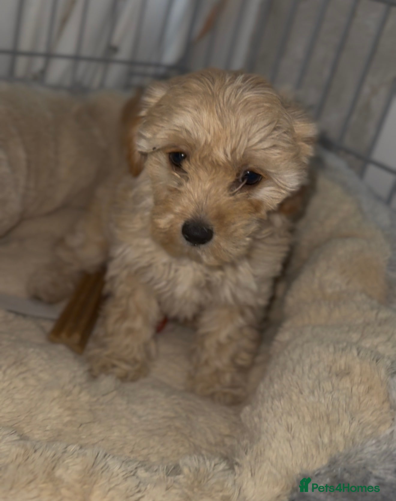 Cavapoo dogs Gorgeous cavapoo puppies  - Advert 1
