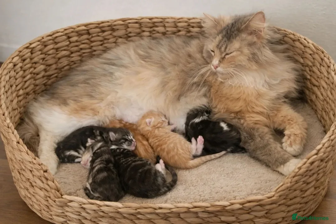 Mixed Breed cats for sale: Domestic longhair with Maine Coon features - Advert 1