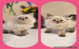 Ragdoll cats for sale: 2 beautiful ragdoll girls  - Image 1