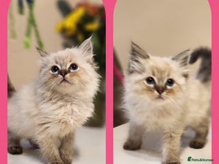 Ragdoll cats - Advert 8