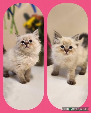 Ragdoll cats - Advert 2