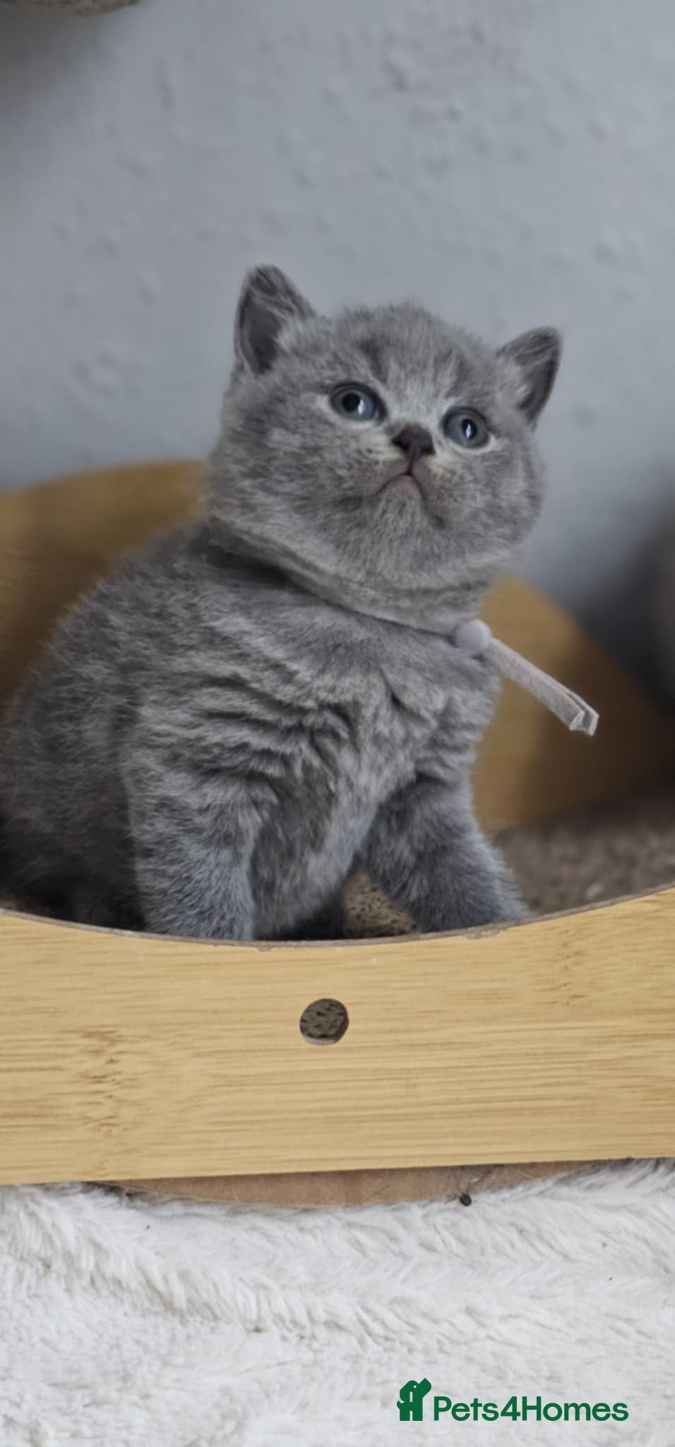 British Shorthair cats British Shorthair Kittens for Sale 🐾 - Advert 15