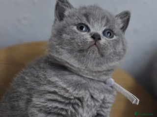 British Shorthair cats British Shorthair Kittens for Sale 🐾 - Advert 15