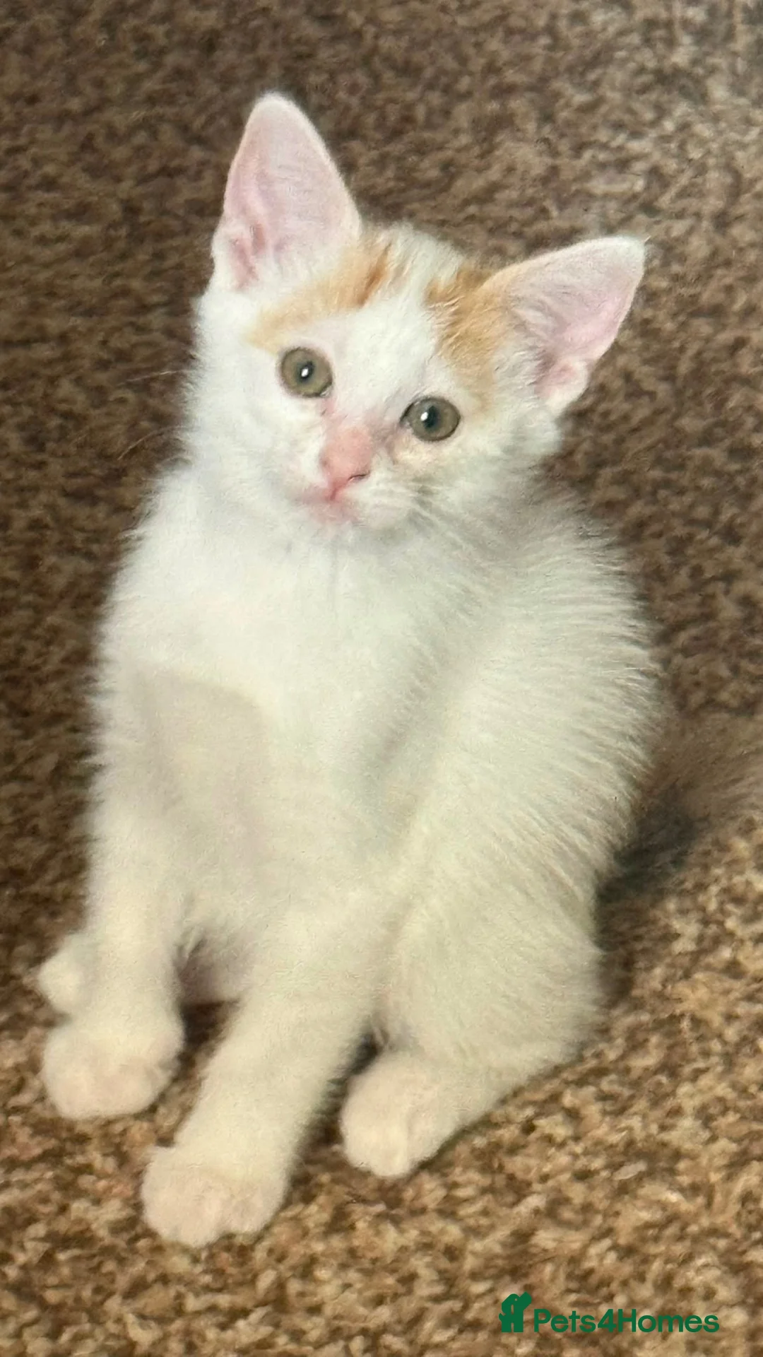 British Shorthair cats for sale: Calico kittens - Advert 2