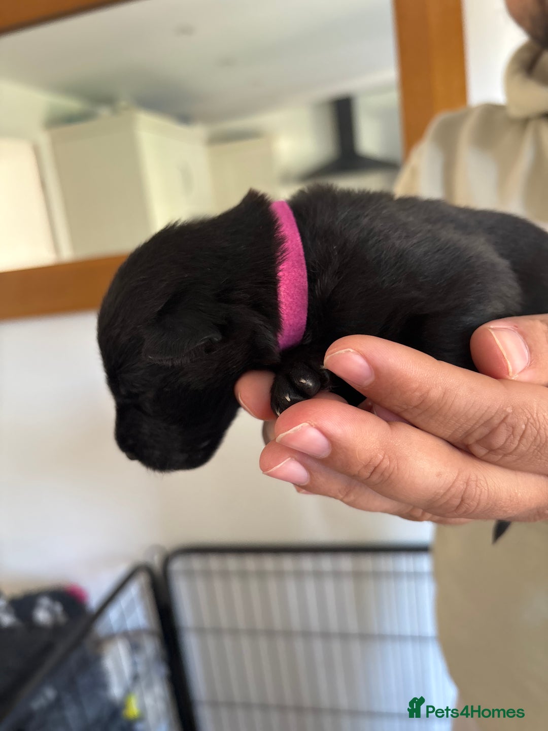 German Shepherd dogs for sale: KC Registered Working Line German Shepherd Puppies - Image 2