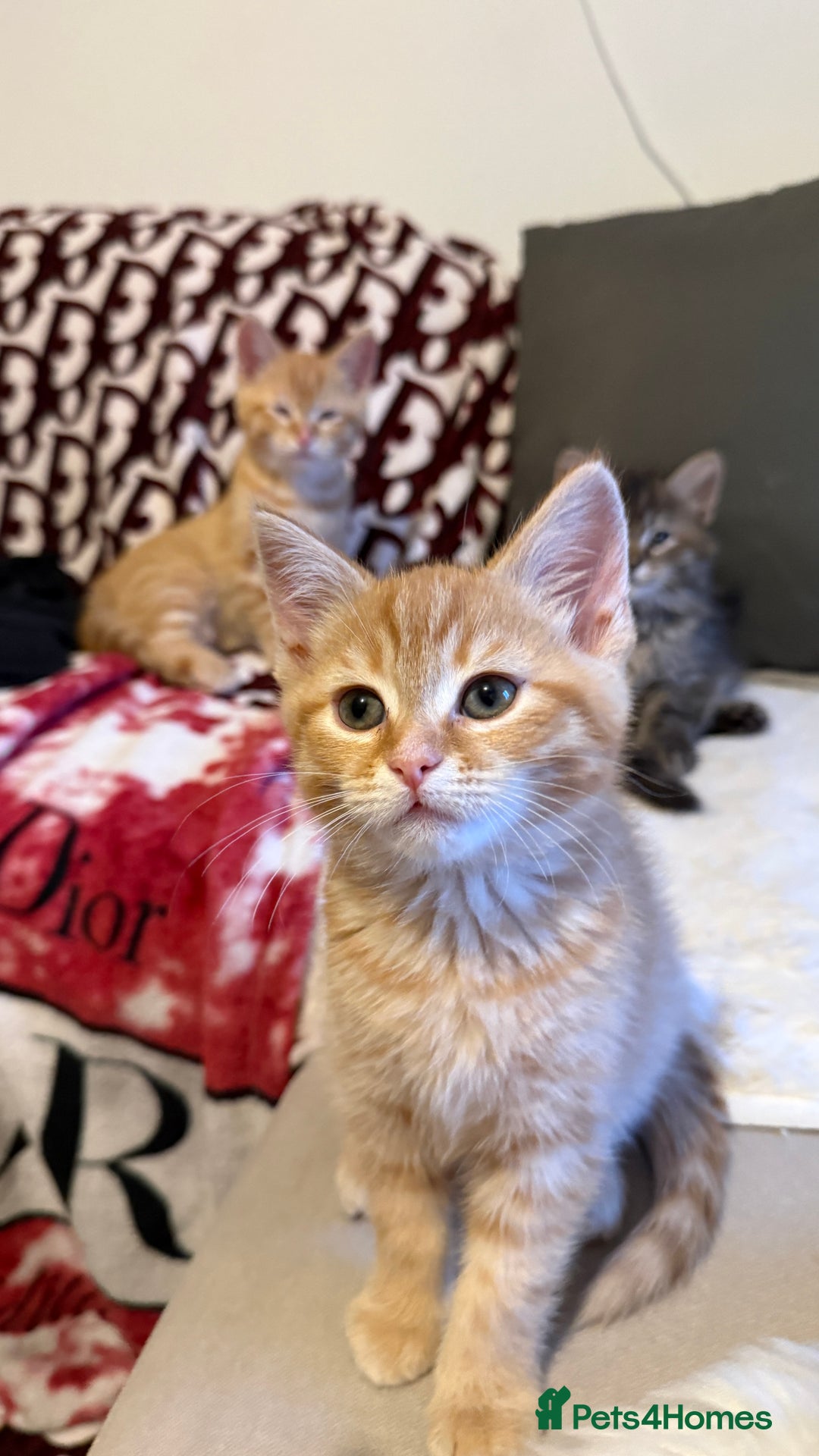 Mixed Breed cats for sale: Siberian mix kitten-Beautiful Ginger girls - Advert 11