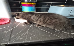 Mixed Breed cats for sale: Kittens for sale - Image 4