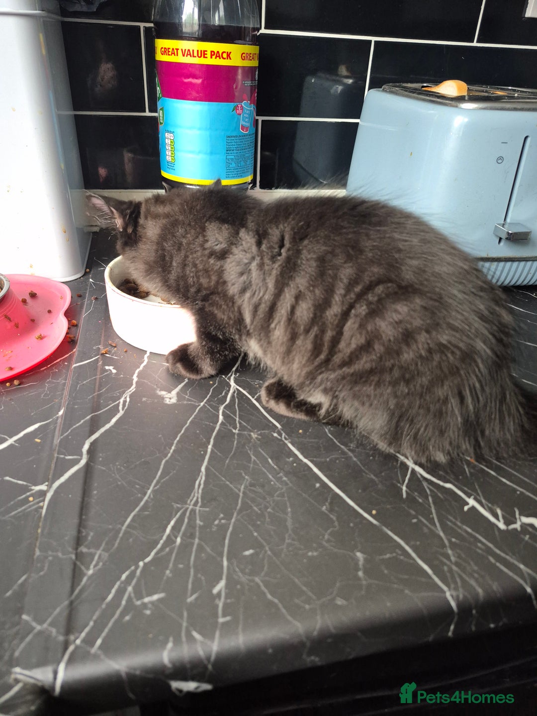 Mixed Breed cats for sale: Kittens for sale - Image 4
