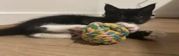 Mixed Breed cats for sale: Adorable litter of kittens  - Advert 8