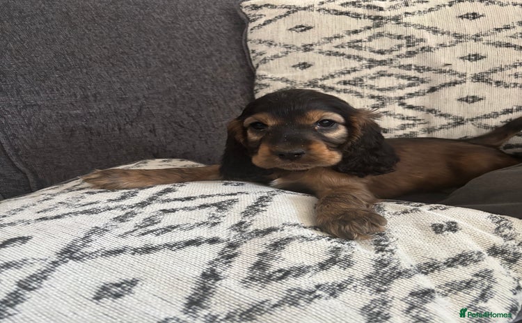 Cocker Spaniel dogs - Advert 15