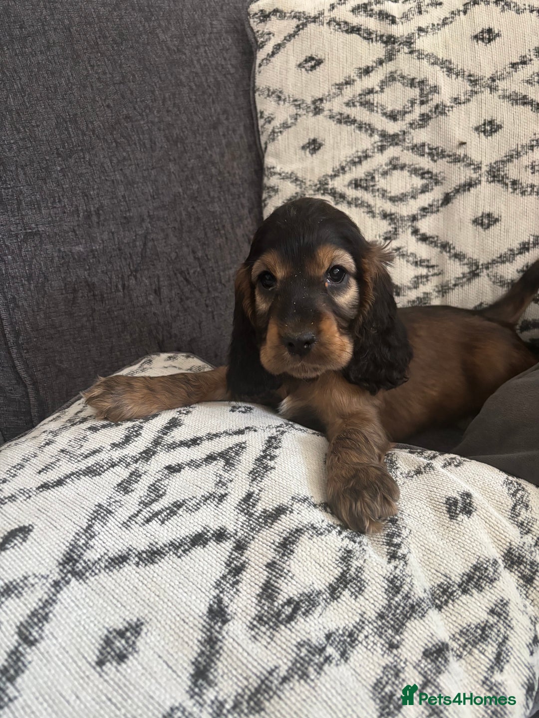 Cocker Spaniel dogs for sale: Beautiful show type cocker spaniel puppies - Image 1