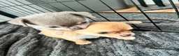 Chihuahua dogs for sale: Chihuahua puppies 2 boys kc registered  - Advert 14