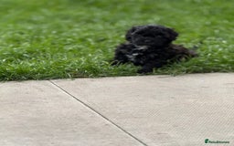 Yorkshire Terrier dogs for sale: Yorkies  - Image 15