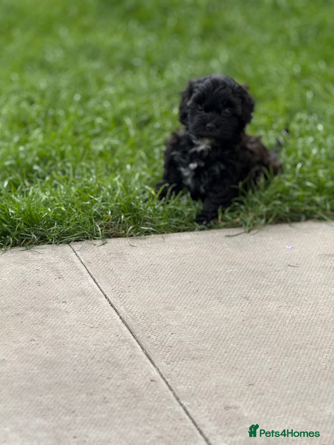 Yorkshire Terrier dogs for sale: Yorkies  - Image 15