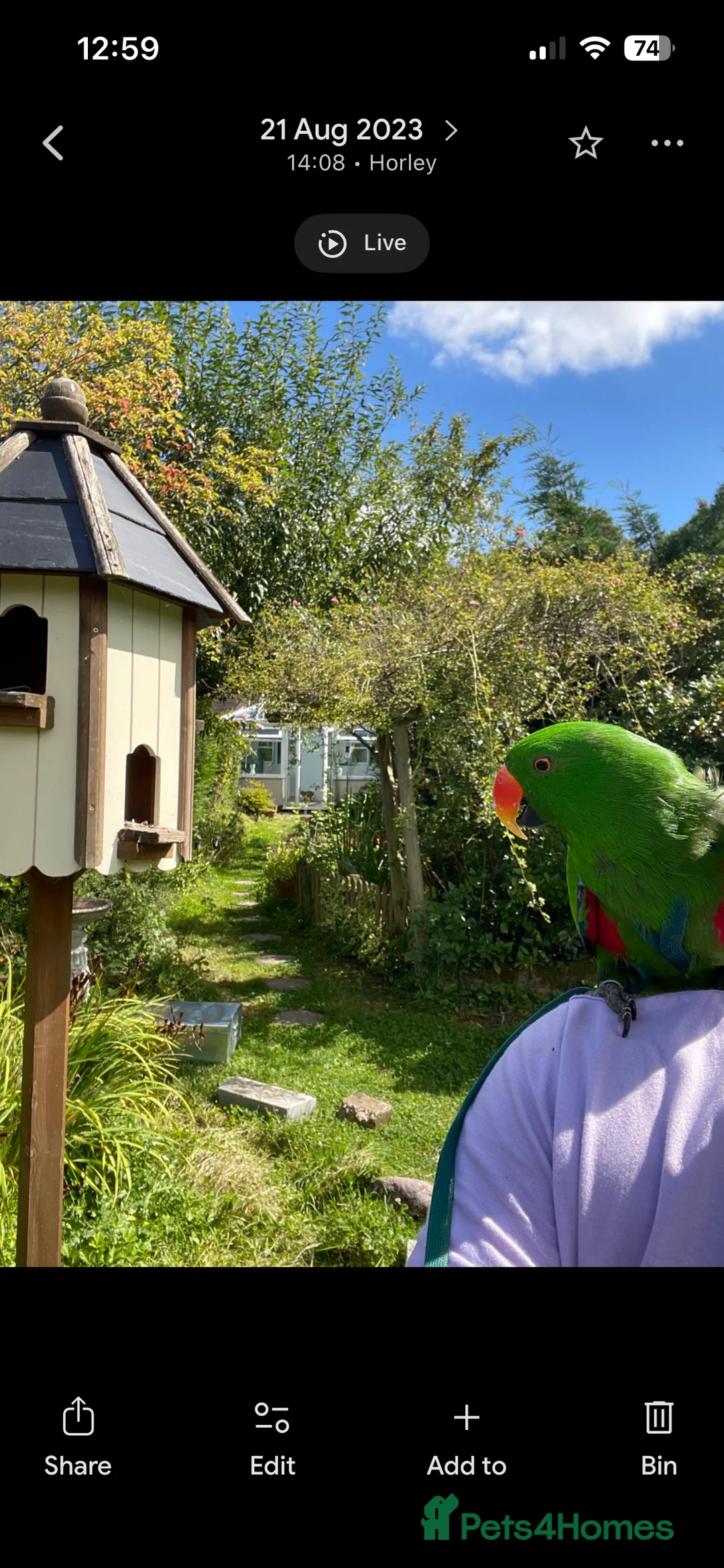 Parrots birds for sale: Silly tame, healthy Eclectus boy - Advert 12