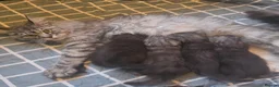 Maine Coon cats for sale: Maine coon kittens  - Advert 34
