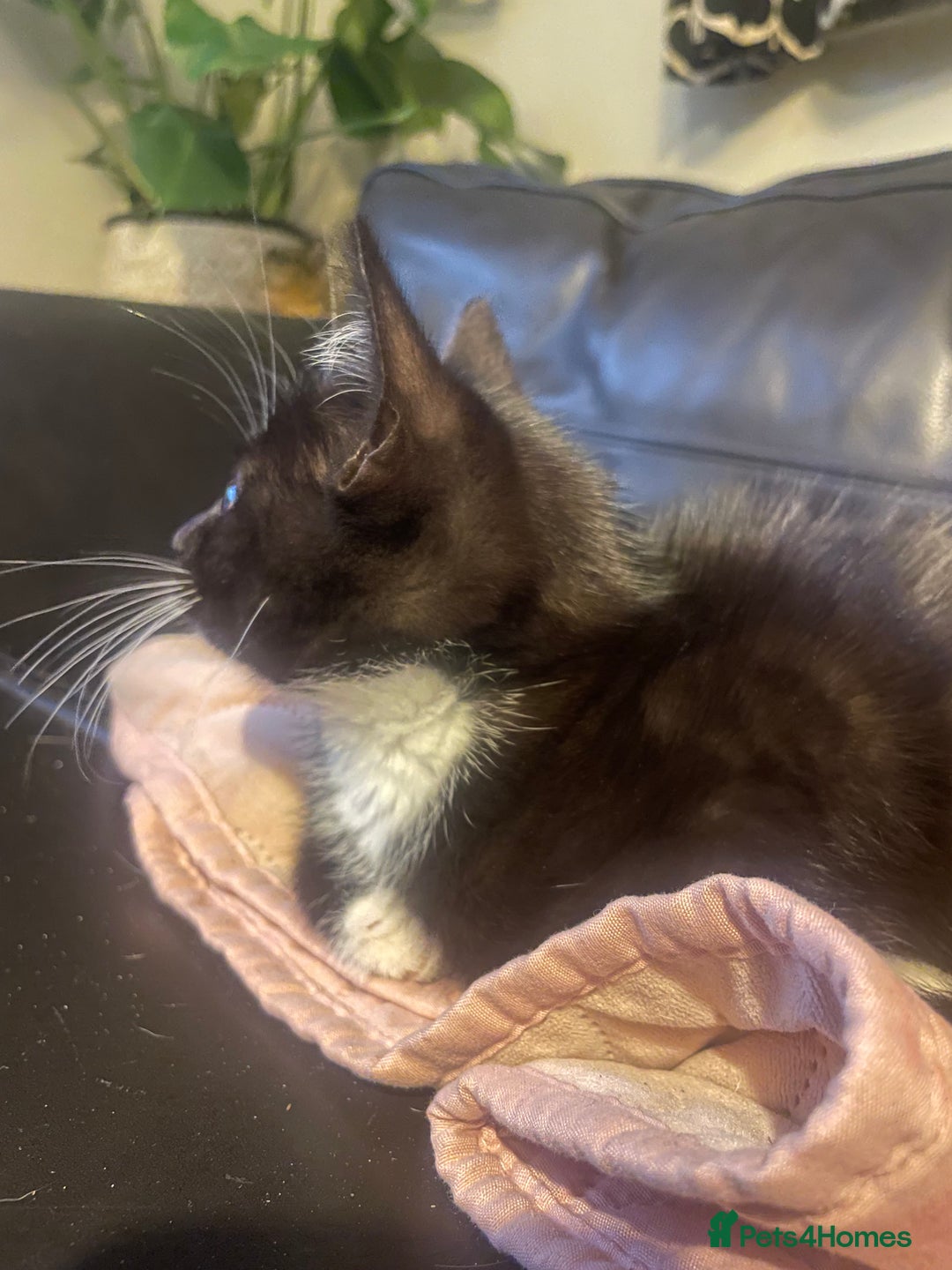Bengal cats for sale: Pair of part bengal Tuxedo Kittens  - Image 8