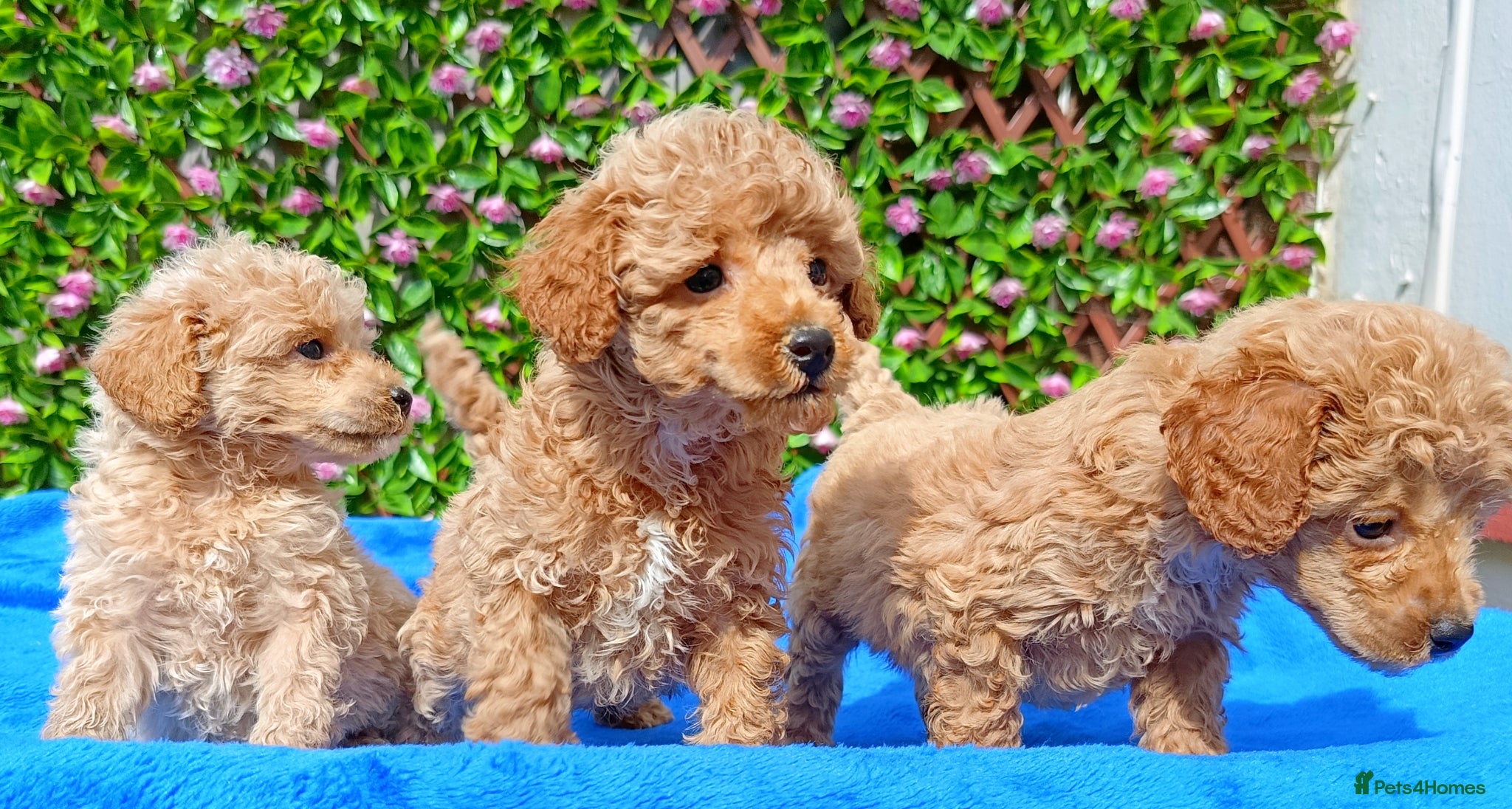 Toy Poodle dogs HEALTH TESTED TOY POODLES KC REG  - Advert 2