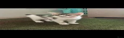 Mixed Breed cats for sale: Kittens  - Advert 3