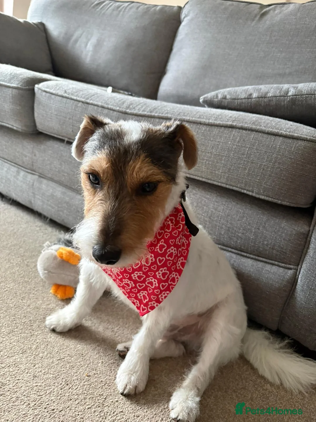 Mixed Breed dogs for sale: Beautiful good natured cross breed - Advert 1