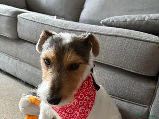 Mixed Breed dogs Beautiful good natured cross breed - Advert 2