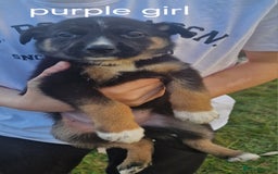 Mixed Breed dogs for sale: German shepherd x border collie pups  - Image 6