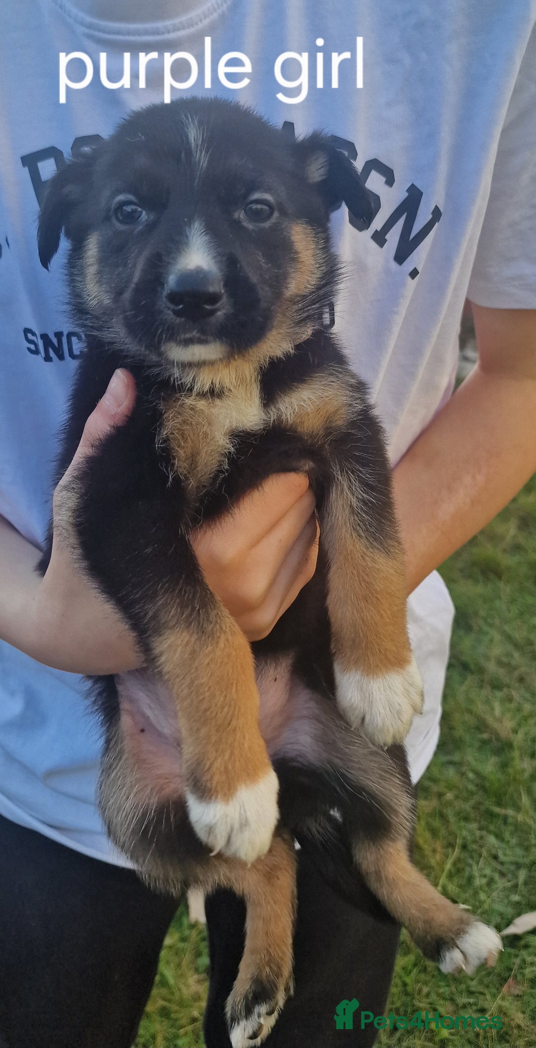 Mixed Breed dogs for sale: German shepherd x border collie pups  - Image 6