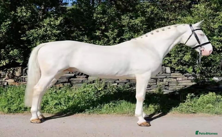 Belgian Warmblood horses - Advert 1