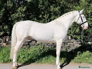 Belgian Warmblood horses - Advert 20