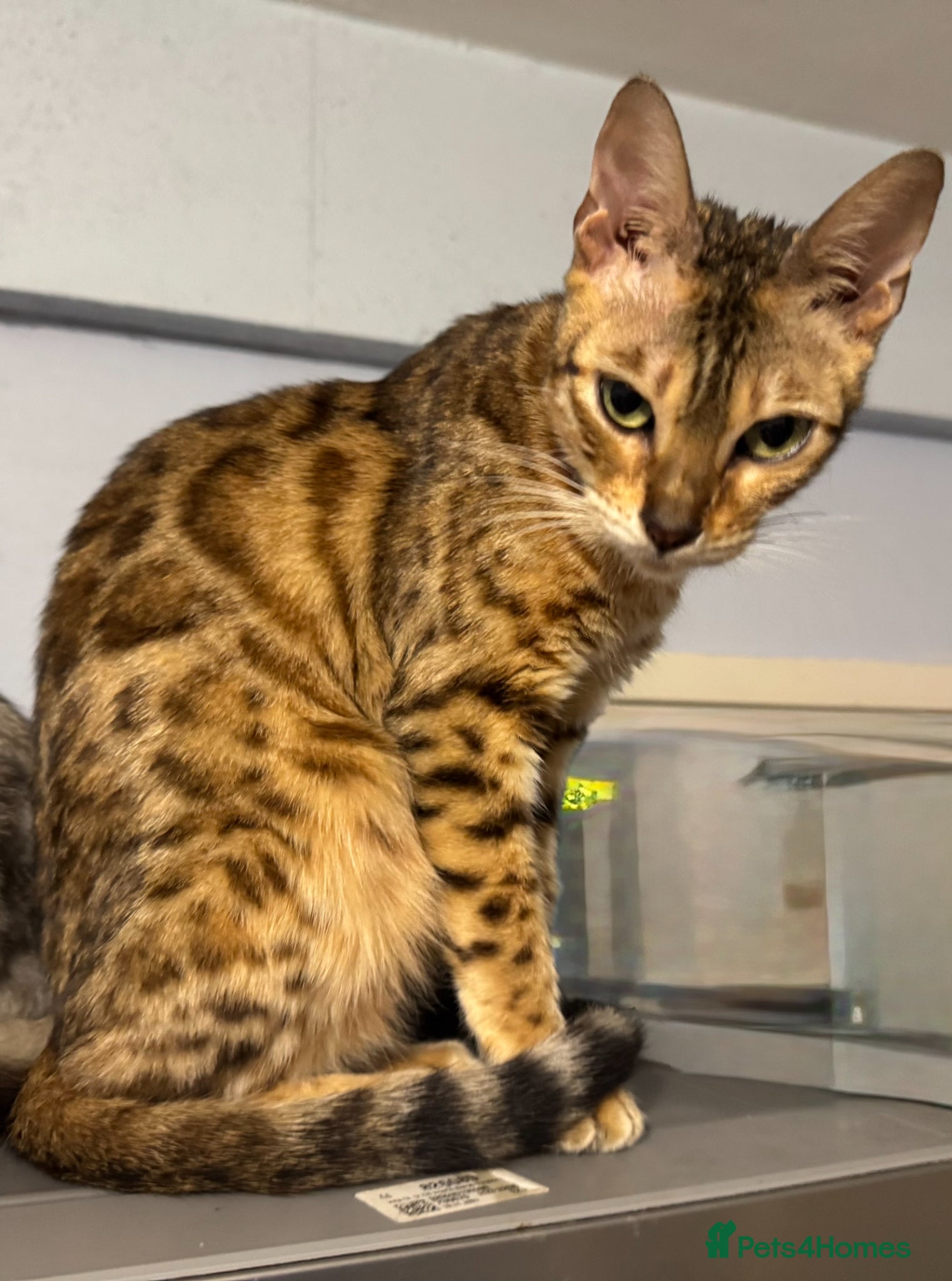 Bengal cats Bengal x Maine Coon Cross Kittens  - Advert 1