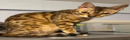 Bengal cats for sale: Bengal x Maine Coon Cross Kittens  - Advert 1