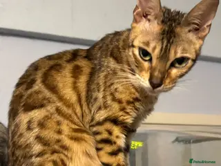 Bengal cats for sale: Bengal x Maine Coon Cross Kittens - Advert 2