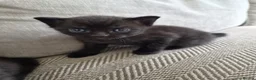 British Shorthair cats for sale: Beautiful British Shorthair Cross Kittens 🐾 - Advert 8