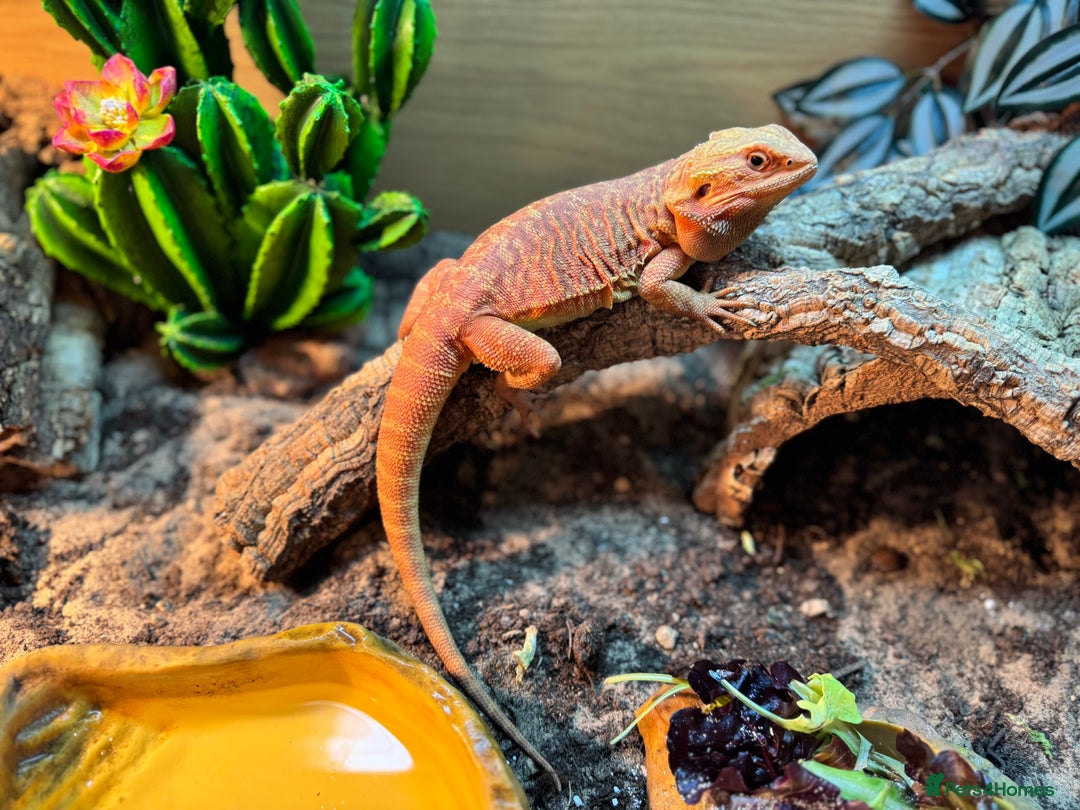 Bearded Dragon reptiles for sale: Bearded Dragon with full set up  - Image 10