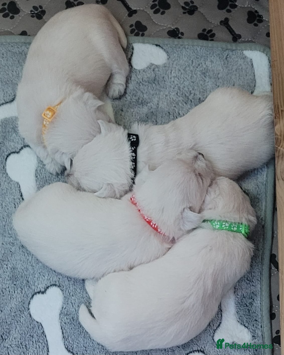 West Highland Terrier dogs KC Regist. – 3 Gorgeous Boys, Excellent Pedigree  - Advert 8