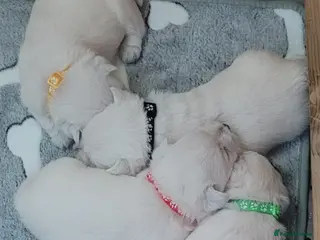 West Highland Terrier dogs KC Regist. – 3 Gorgeous Boys, Excellent Pedigree - Advert 8