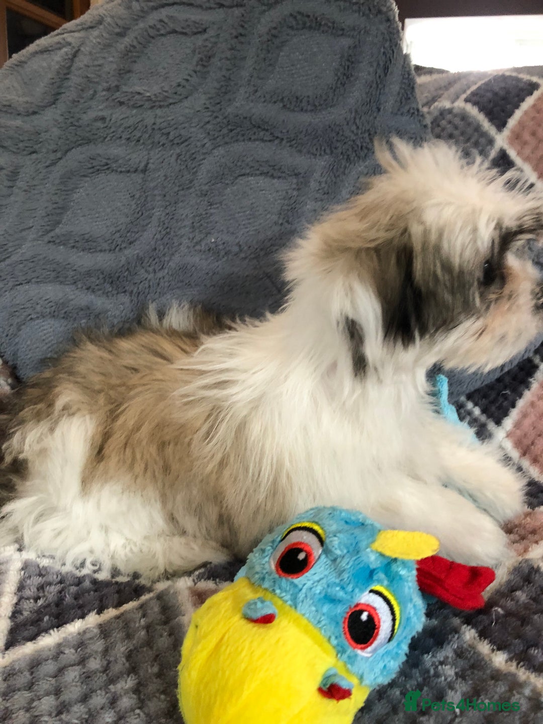 Mixed Breed dogs for sale: shihtzu x maltese  - Image 16