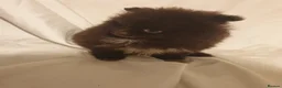Pomeranian dogs for sale: Pomeranian puppies ready now - Advert 17