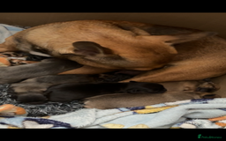 French Bulldog dogs for sale: French bulldog cross puppies  - Advert 2