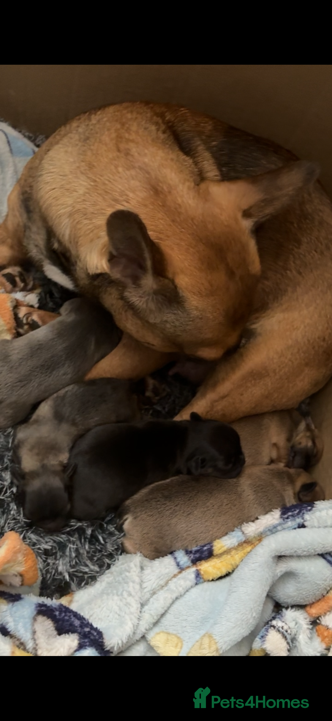 French Bulldog dogs for sale: French bulldog cross puppies  - Advert 2