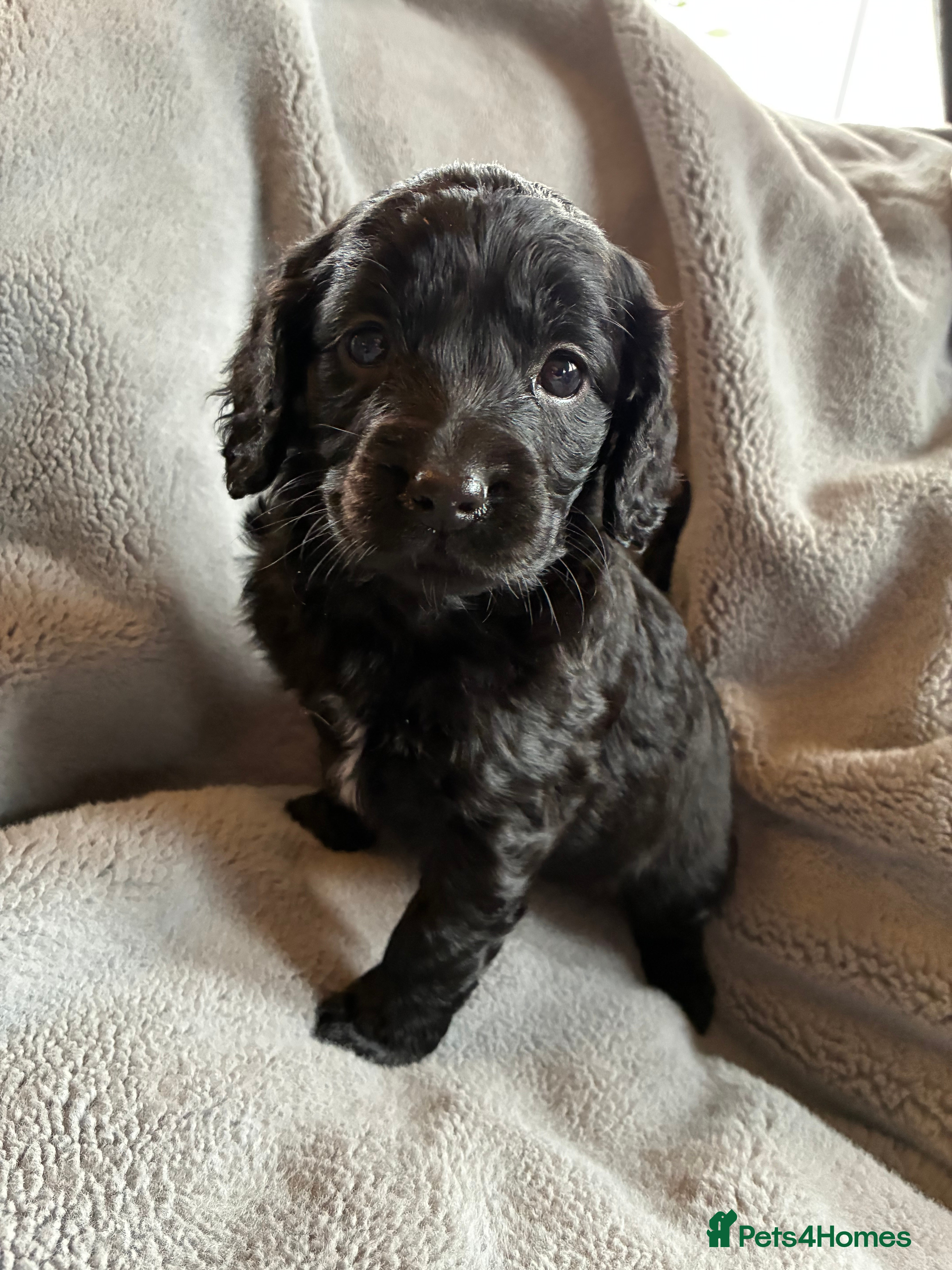 Cockapoo dogs Beautiful cockapoo puppies  - Advert 10