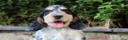 Cocker Spaniel dogs for sale: Extensively Health tested Parents & UNIQUE colours - Advert 5