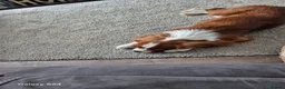 Cavalier King Charles Spaniel dogs for sale: Ringo  - Advert 4