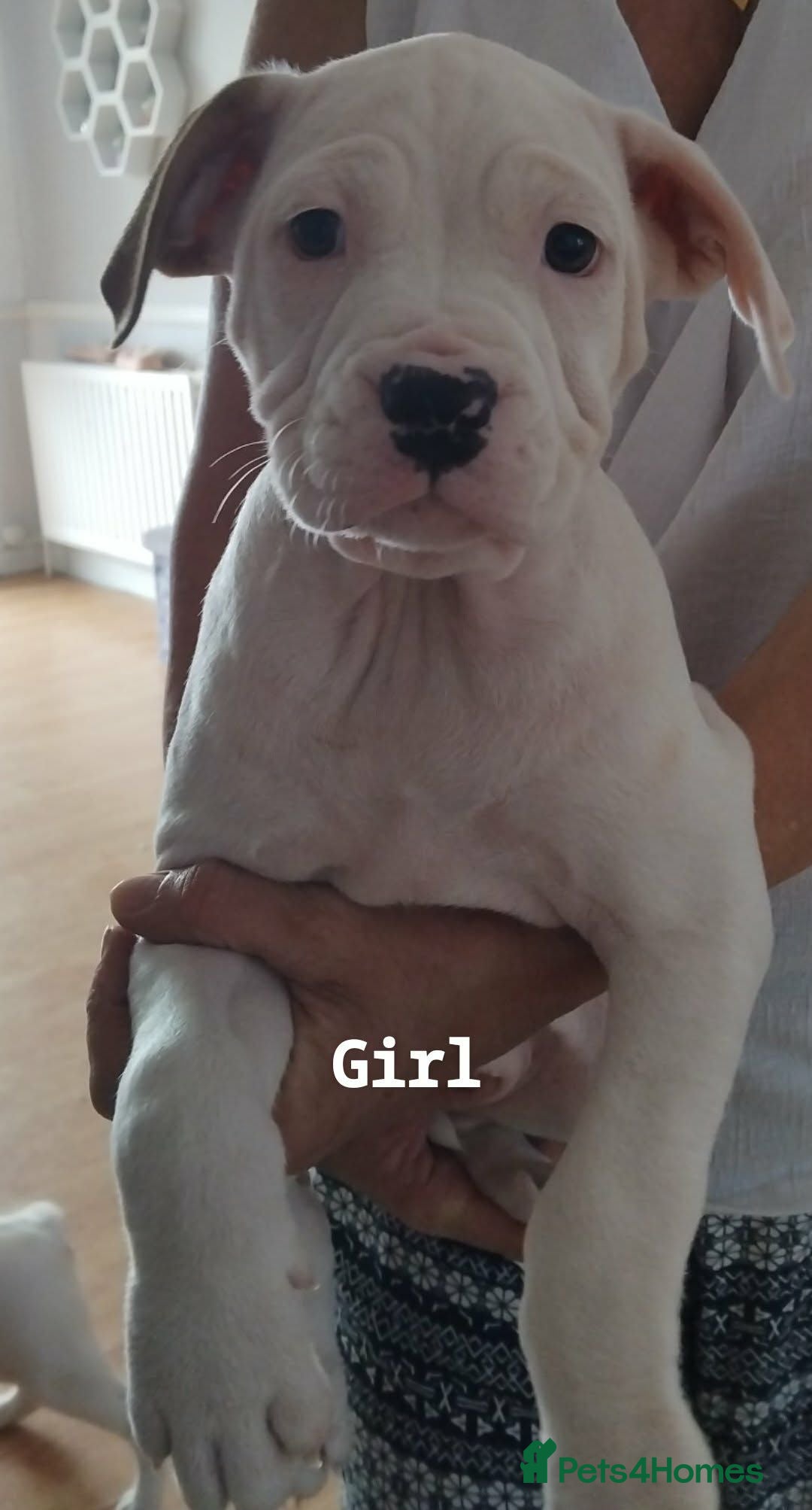 American Bulldog dogs American bulldogs  - Advert 8