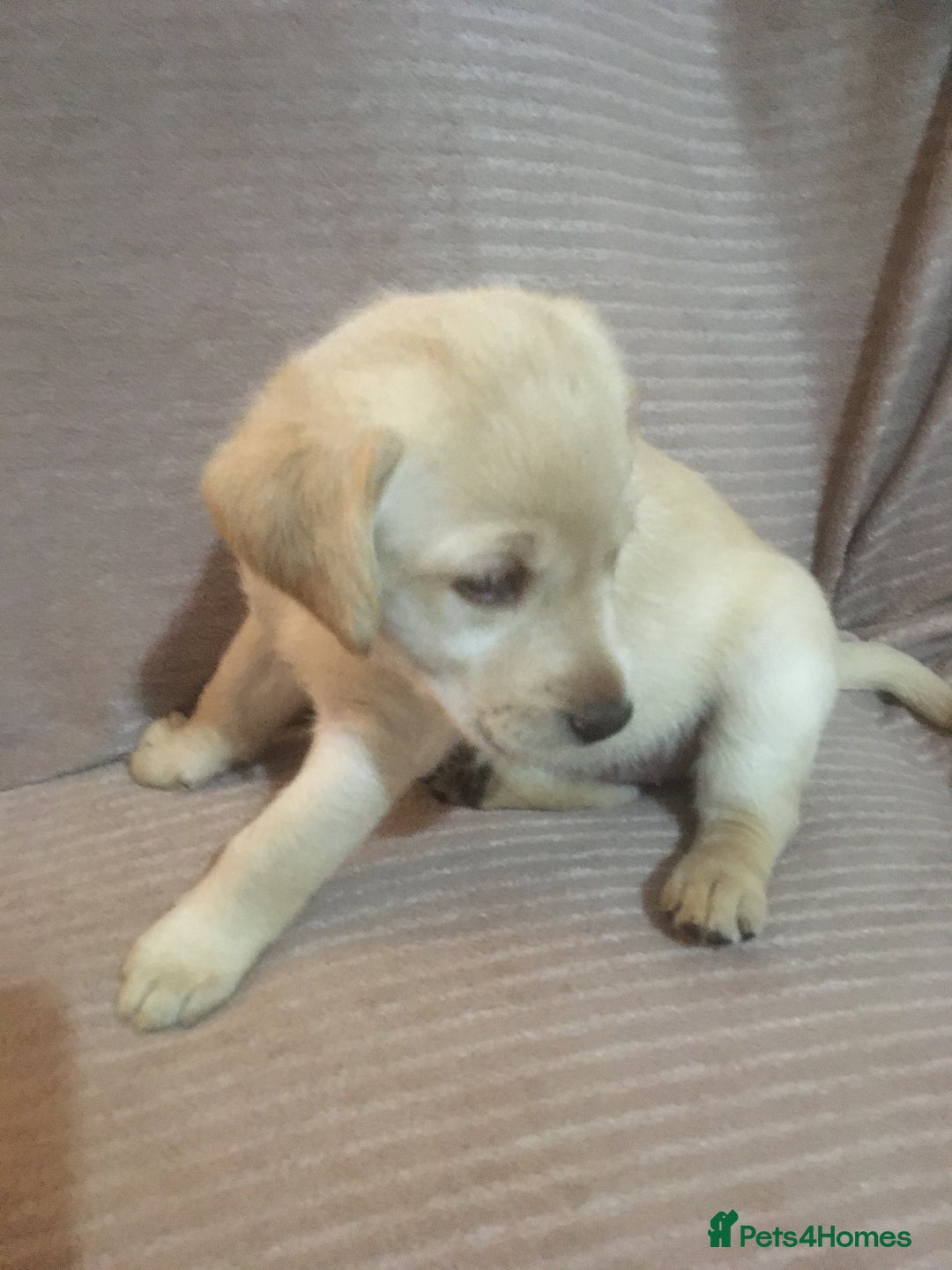 Labradoodle dogs for sale: Labradoodle puppies for sale £600-£750 - Image 27