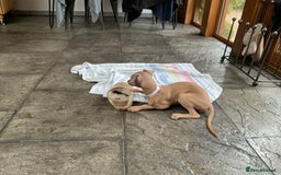 Italian Greyhound dogs for sale:  Beautiful Italian greyhound puppies  - Image 25