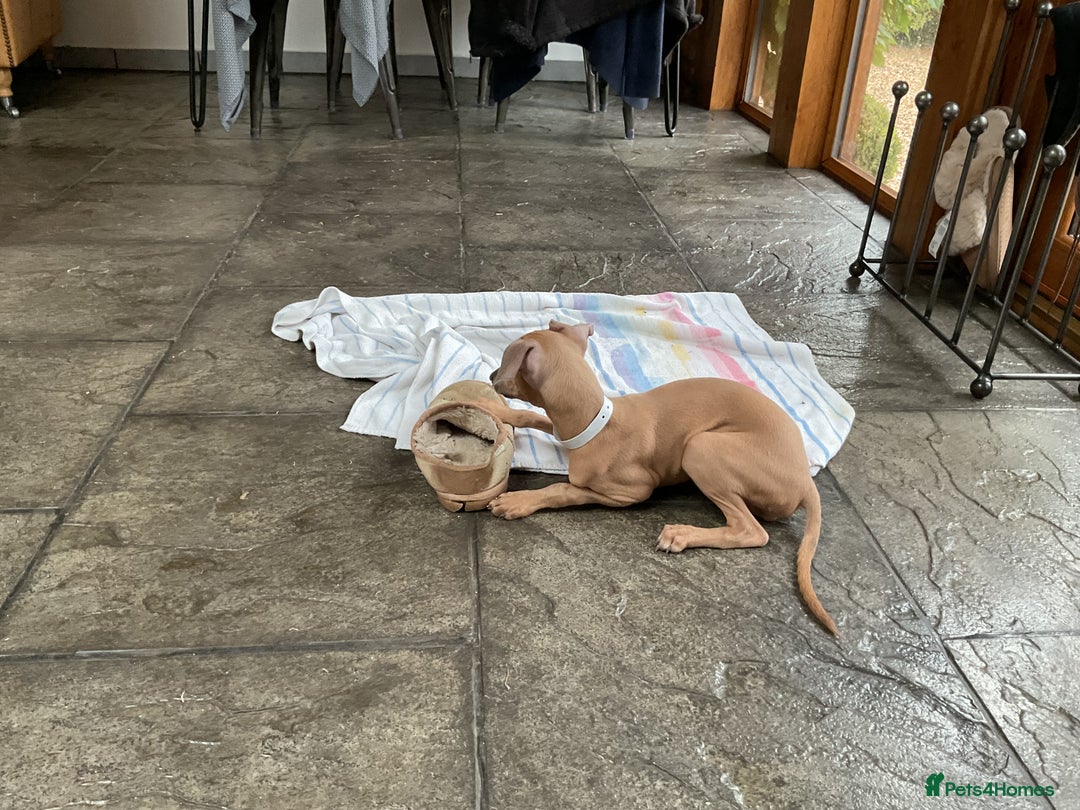 Italian Greyhound dogs for sale:  Beautiful Italian greyhound puppies  - Image 25