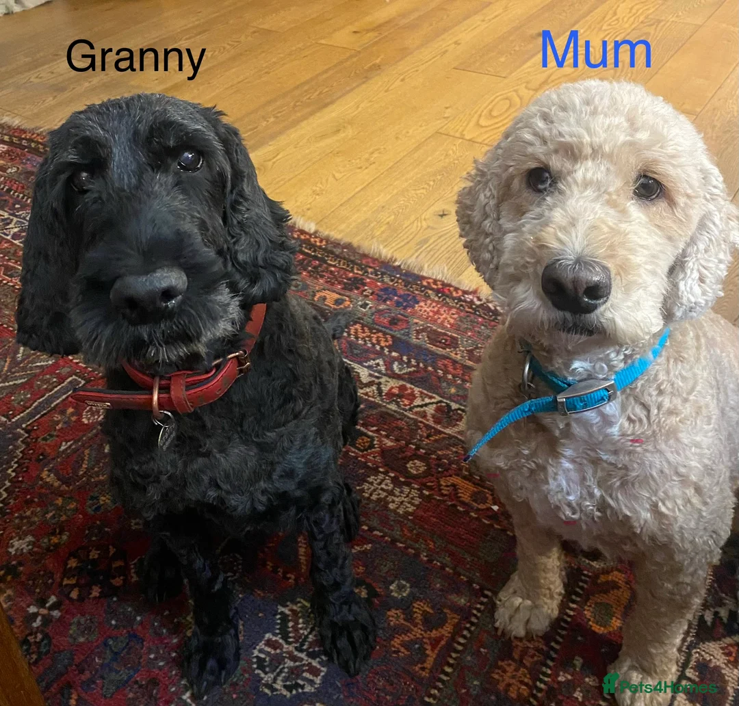 Cockapoo dogs for sale: Miniature Cockapoos Raised in Family Home  - Advert 2