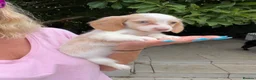 Miniature Dachshund dogs for sale: Piebald & Cream Longhairs  - Advert 17